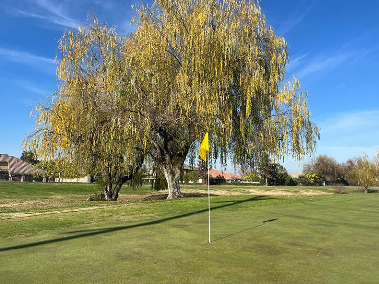 Golf green with a yellow flag beneath a large mature willow tree on a sunny day at Ripon Golf Club.